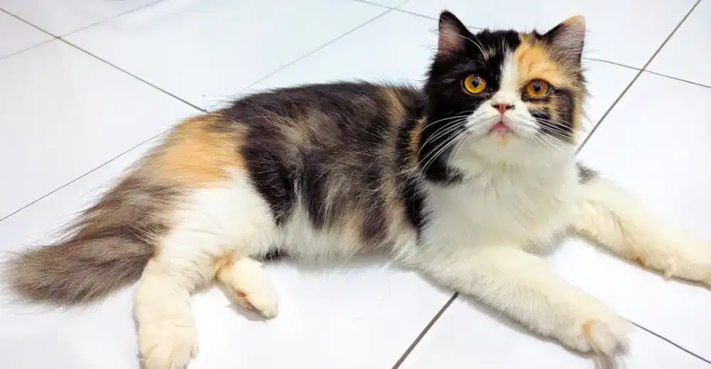 Kucing Persia Betina Calico