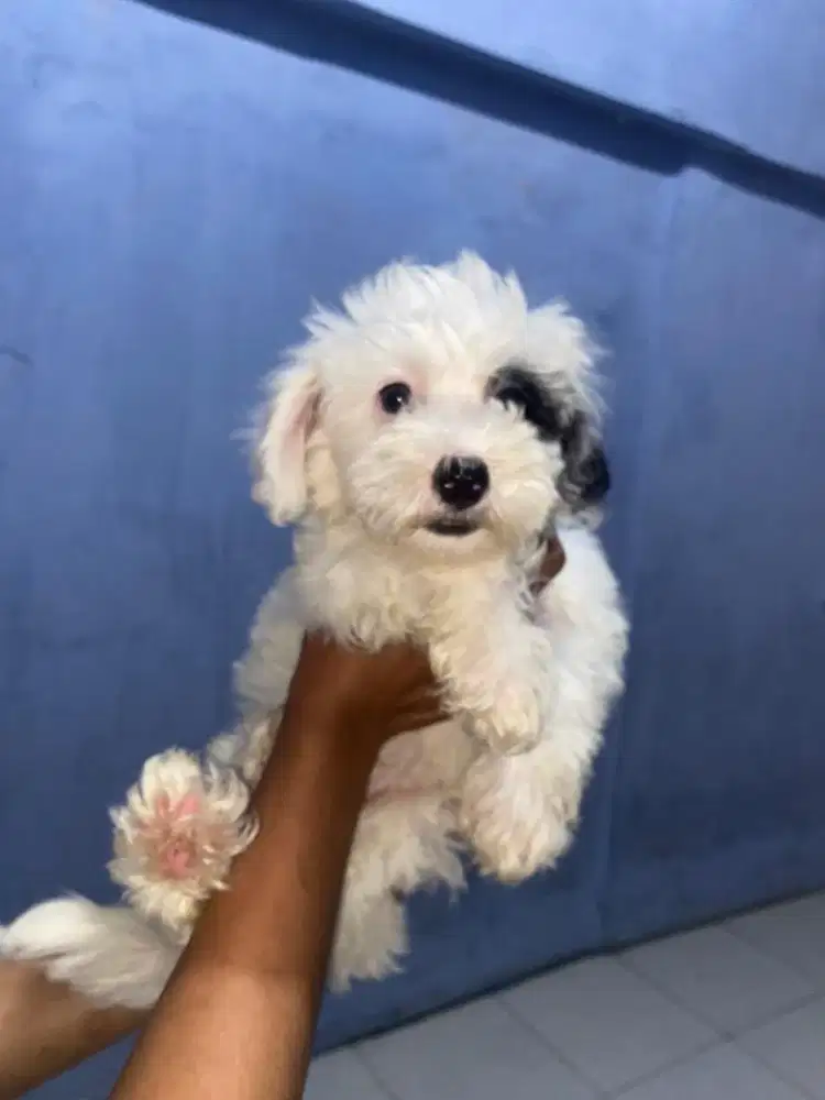 Maltipo 2bln Betina