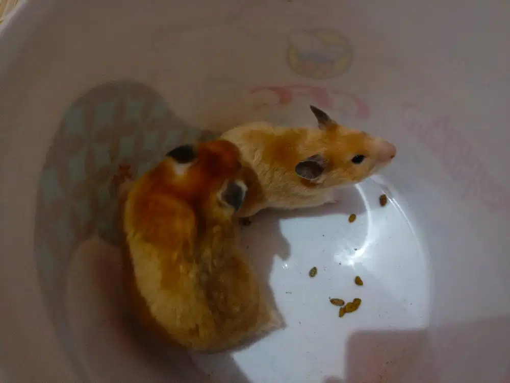 Dijual hamster syirian