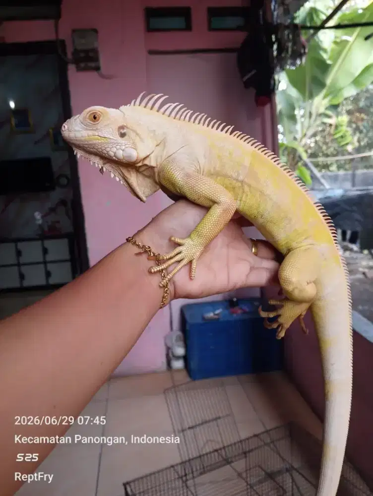 Gren albino size 90cm