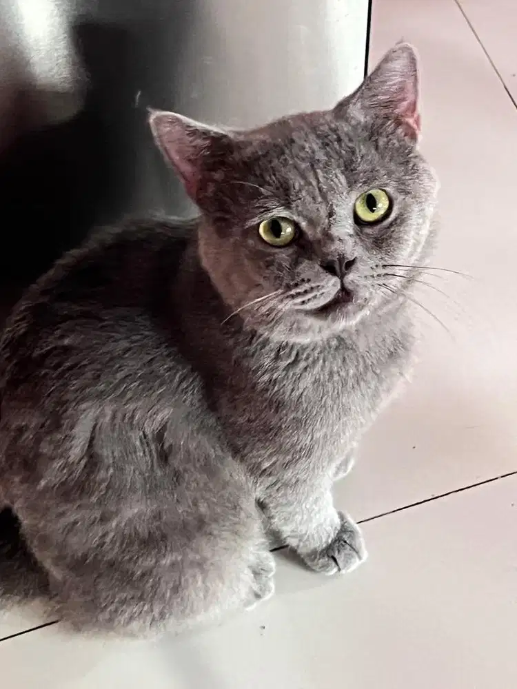 Jual kucing british shorthair bsh