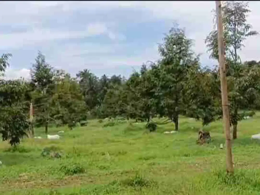 Di jual kebun durian dan Alpukat produktip.setiap musim sllalu berbuah sudah menghasilkan cuan.