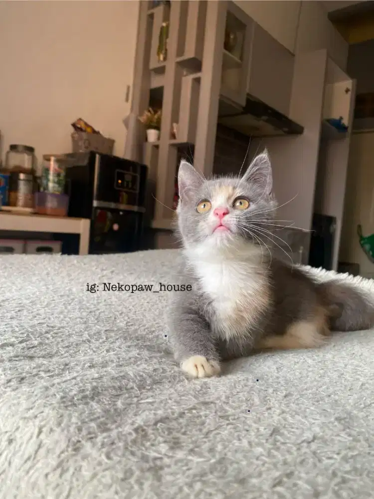 MUNCHKIN BSH BRITISH SHORTHAIR CALICO