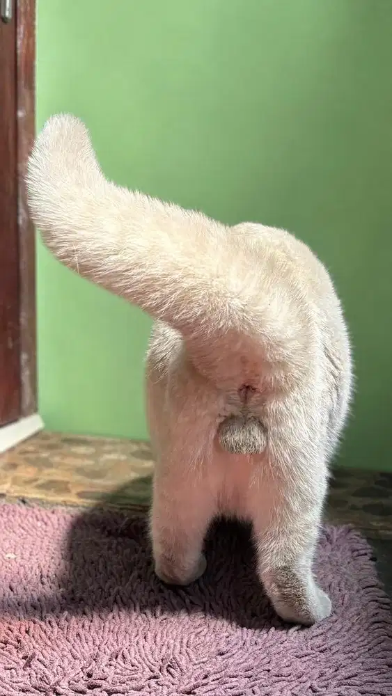 Scottish fold pejantan jdhin plus bsh munchkin ragdoll