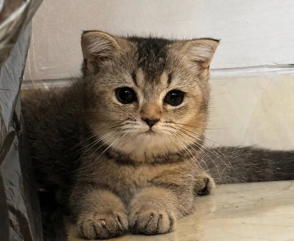 kucing bsh mix fold (bapak impor russia ped ,ibu lokal non ped)