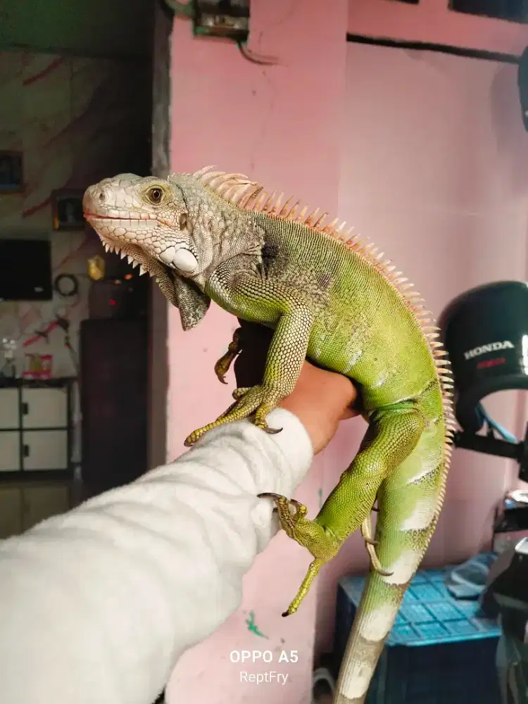 Green colomb mata gelap size 100cm mulus