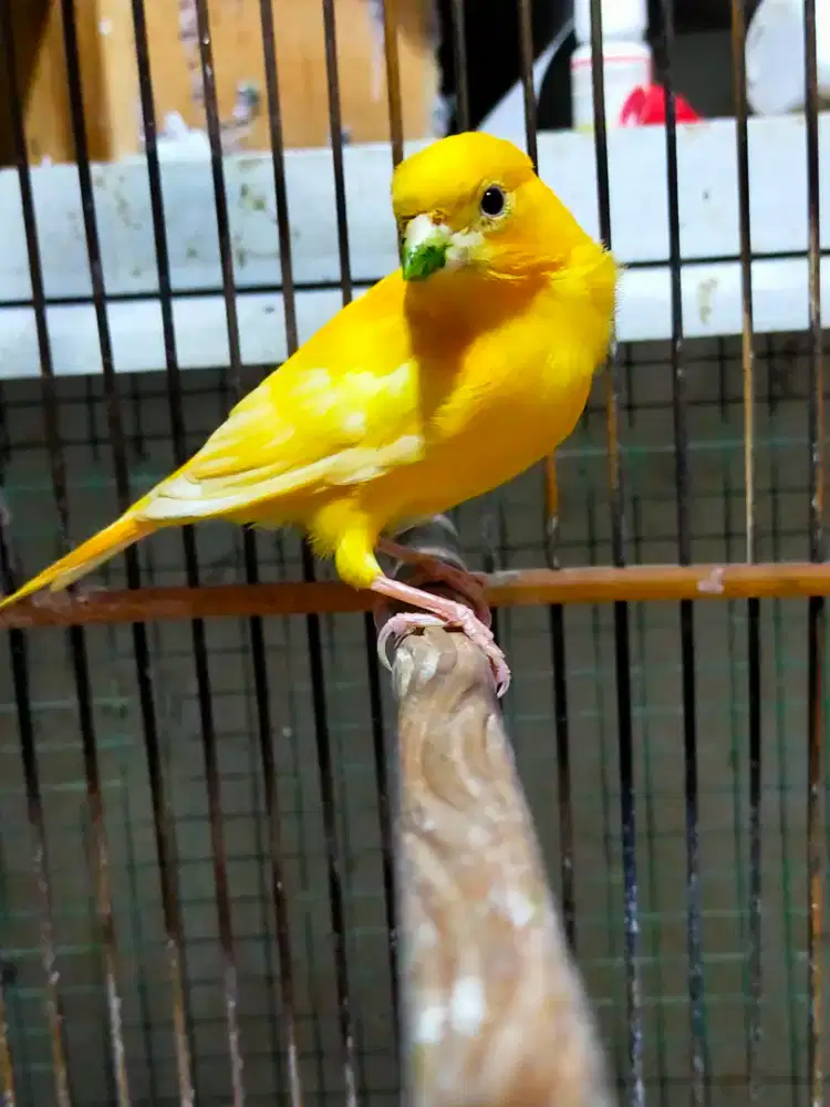 Burung kenari jantan gacor