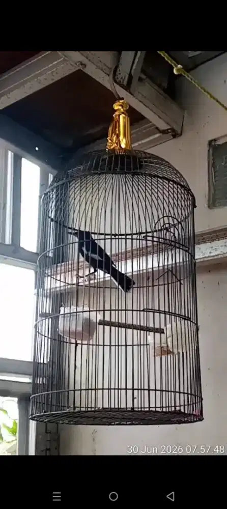 burung kacer jatim mantap