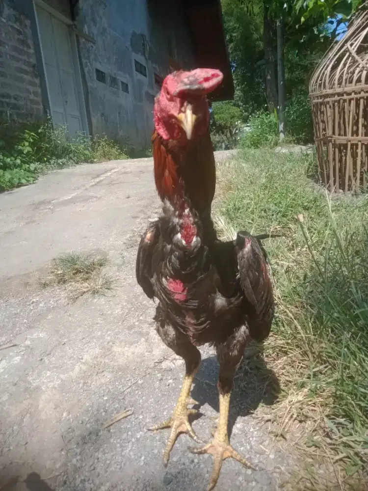 Ayam adu bulbi dan  magon thay murah