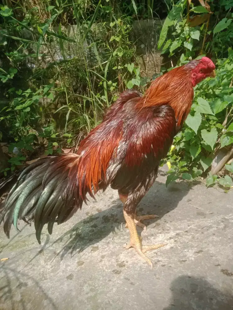 Ayam siap adu shamo asel fullcaturanga murah muda