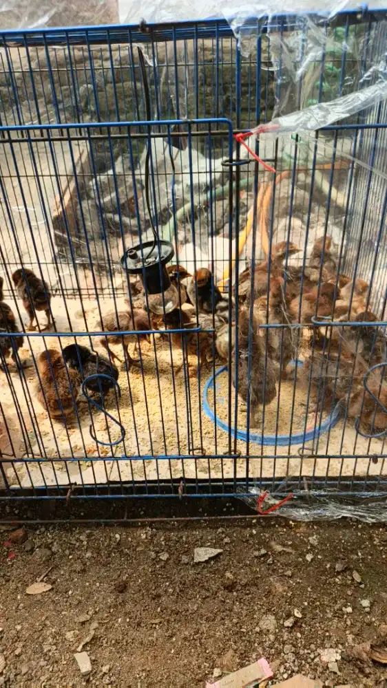 Doc ayam kampung kub