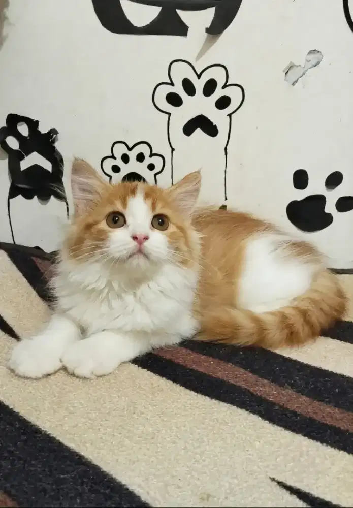 munchkin ns jantan