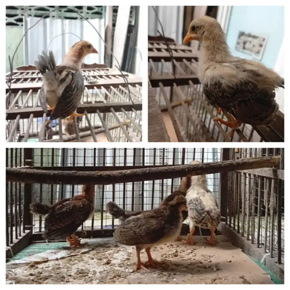 Anakan ayam Hias jenis Kate usia 3 mingguan