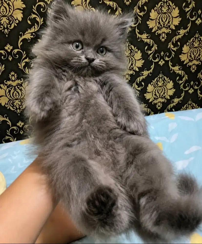 kitten kucing ras abu abu persia flatnose jantan