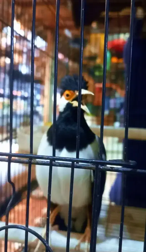 Burung Jalak Suren Isian Kenari,katem& Lovebird