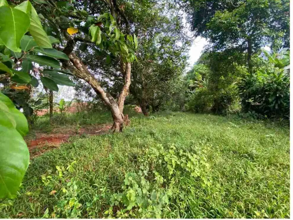 Dijual Murah Tanah Kebun dan Sawah di Cirende Campaka Purwakarta