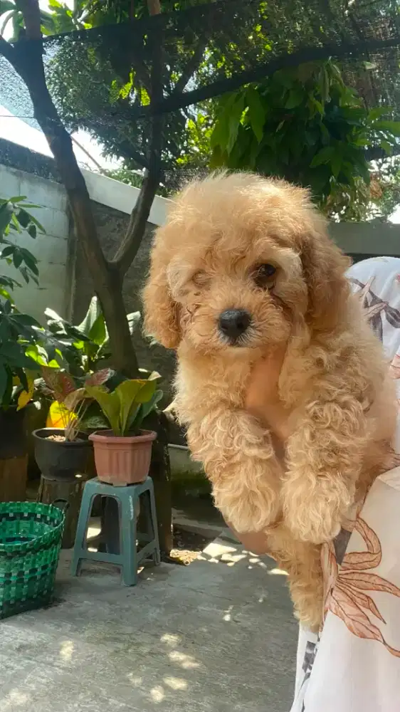 Toy poodle Apricot Jantan