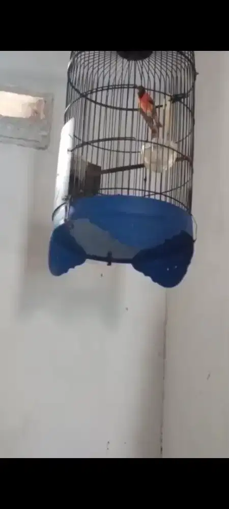 Burung redsiskin clasik