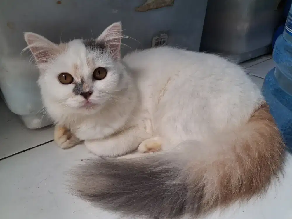 Jual Kucing persia 400.000