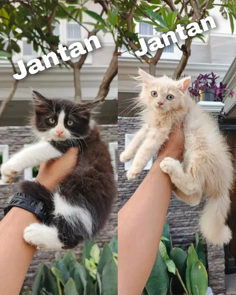 Kitten Persia Longhair