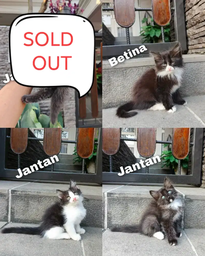 Kitten persia Longhair