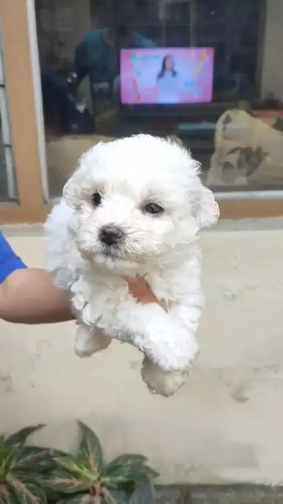 Bichon frise stambum