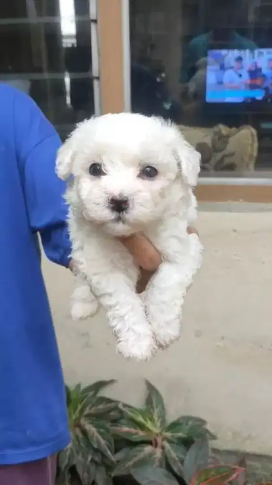 Bichon Frise Stambum Betina