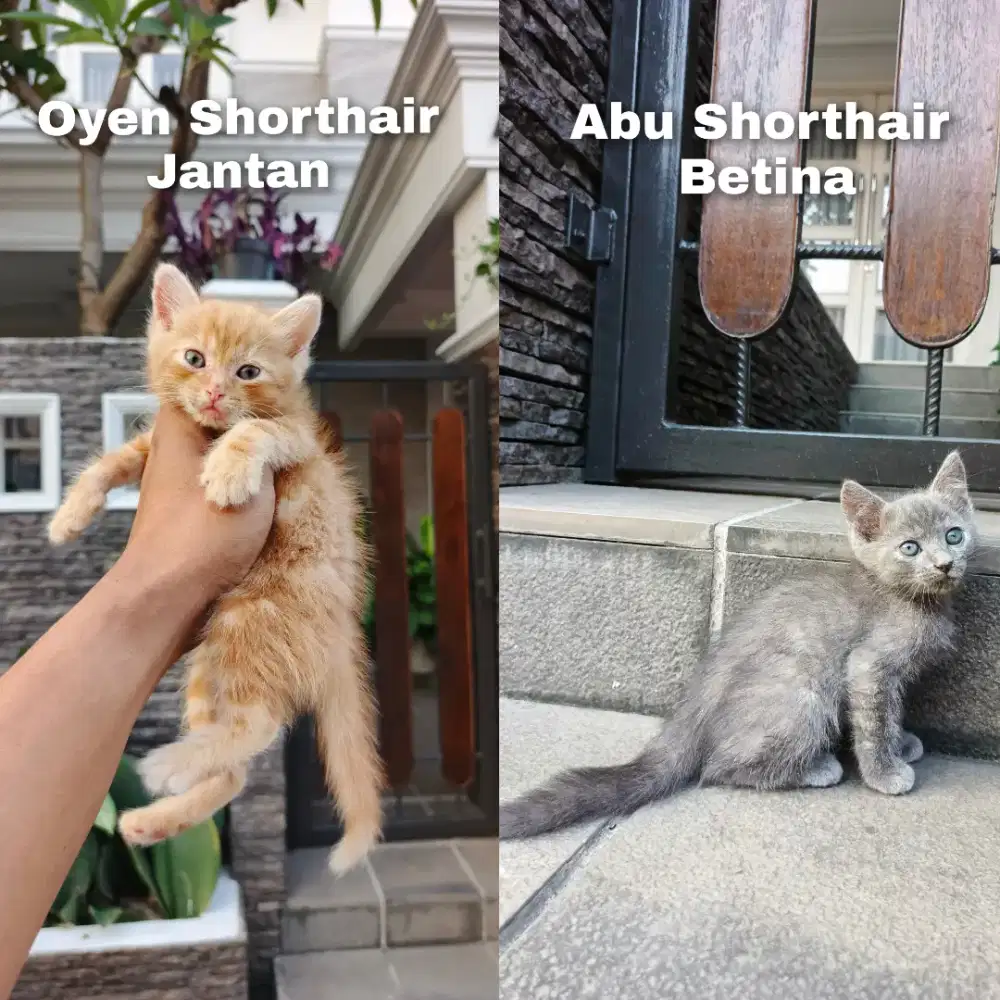 Kitten persia Shorthair