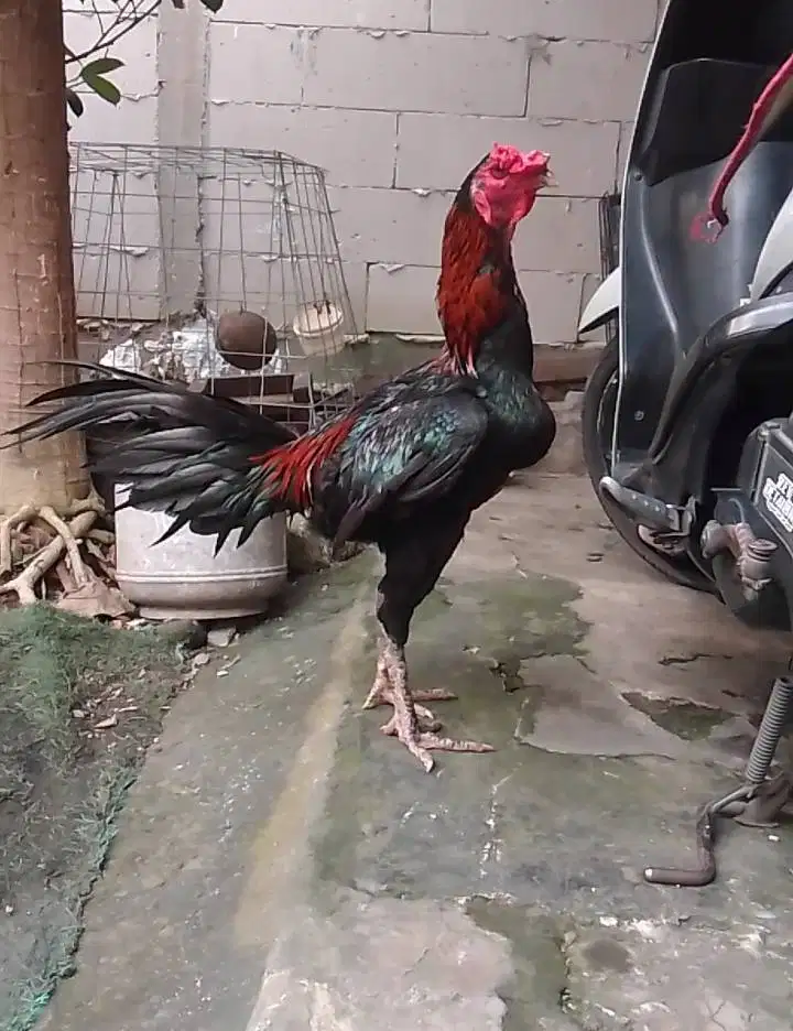 Ayam Bk x Mangon
