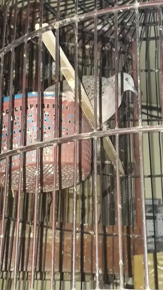 Jual Burung Tekukur Betina