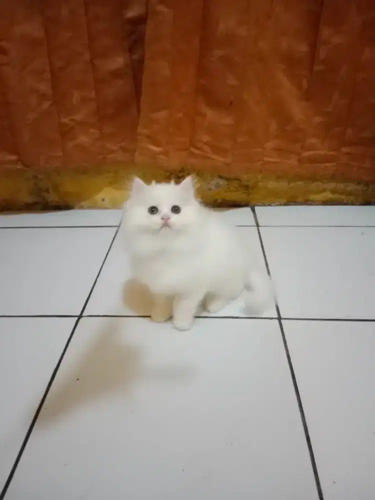 Kucing Persia Flatnose White Solid Betina