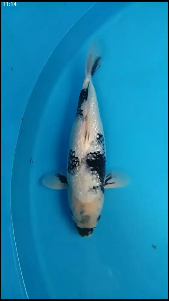 Ikan koi import Shiro Ginrin 40bu farm marusei
