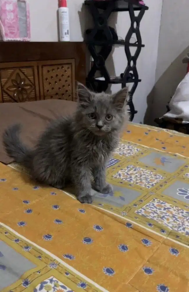 Persia flatnose