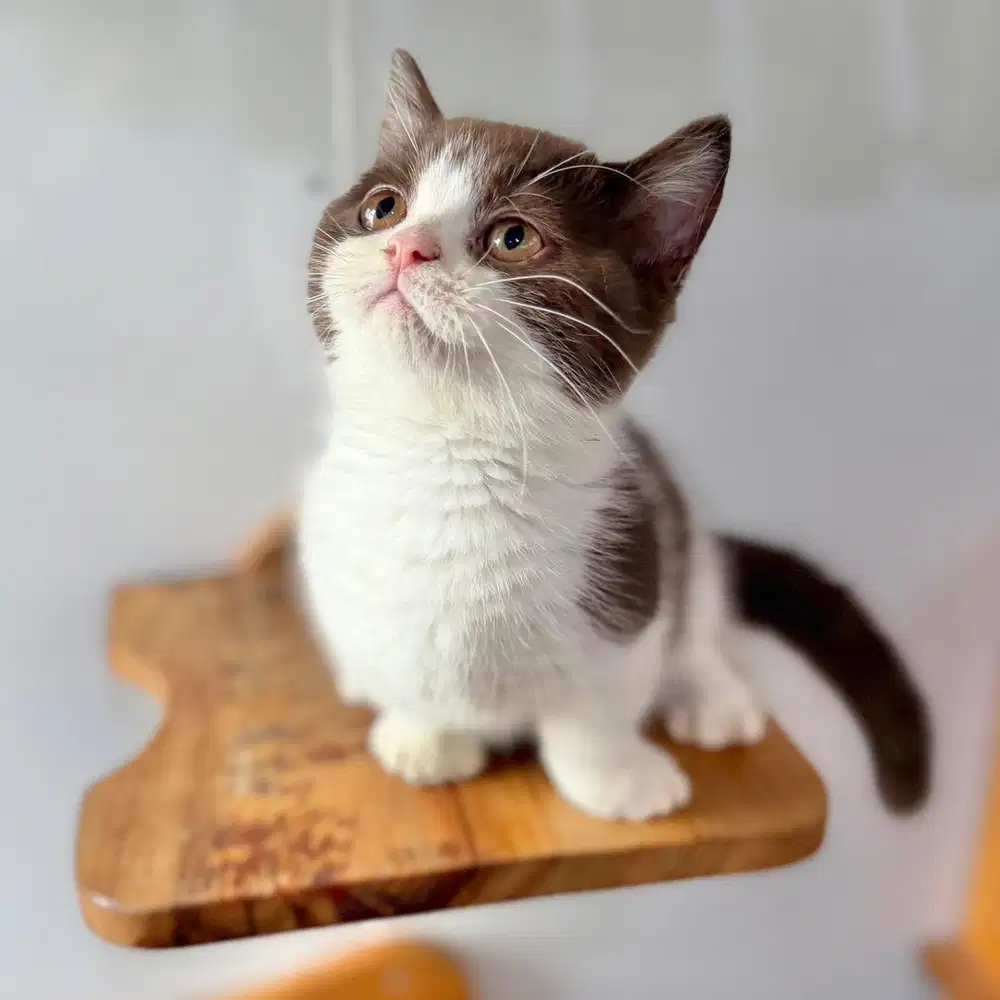 Munchkin BSH Bico Cinnamon (Anakan Import)
