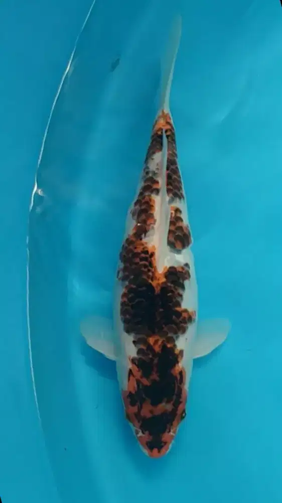 Ikan koi lokal goromo 33cm