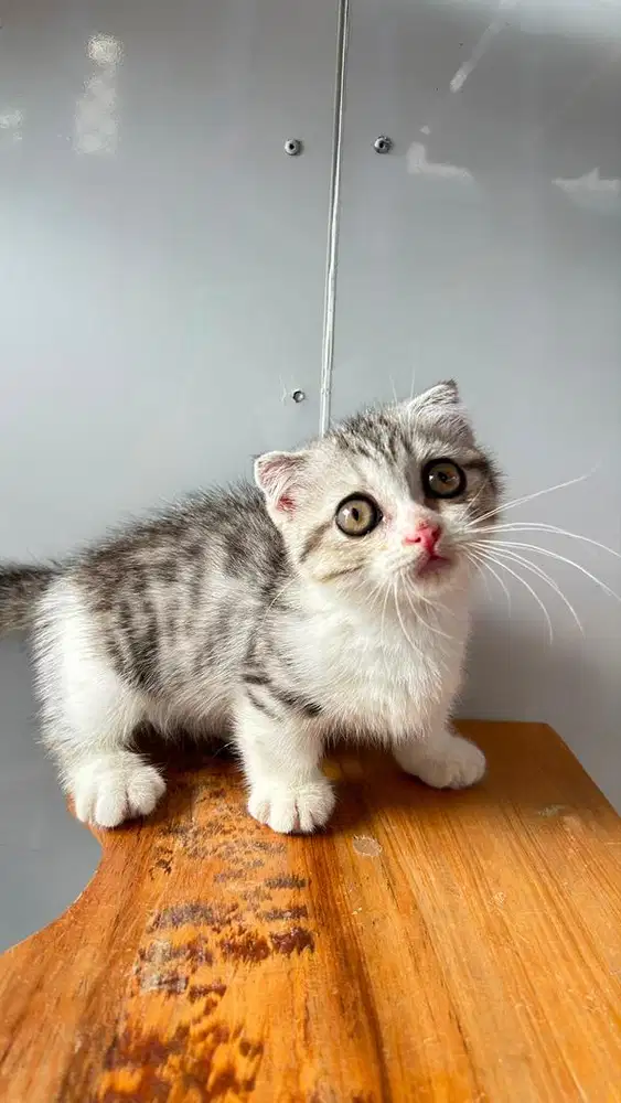 Munchkin Gaelic Silver Tabby