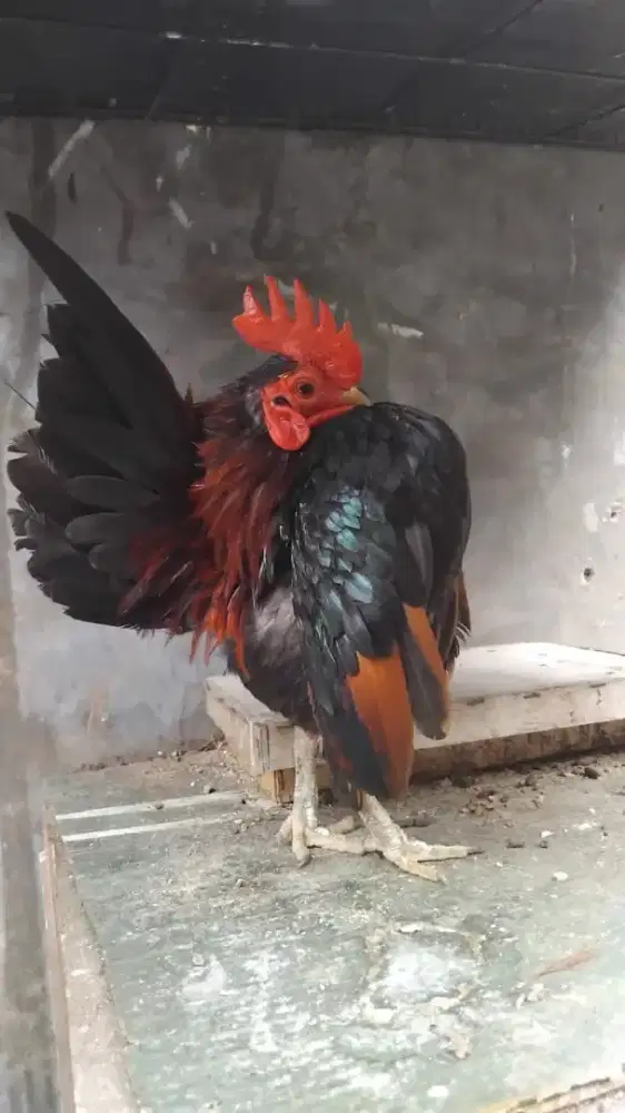 Ayam serama dewasa