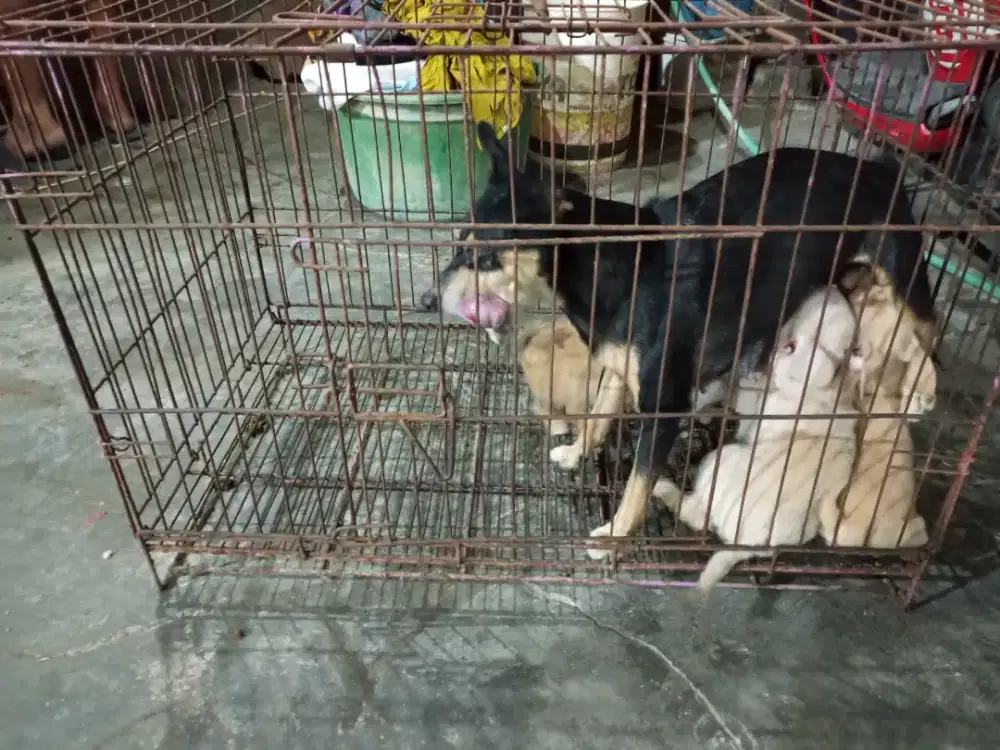 Anakan minipincher mix