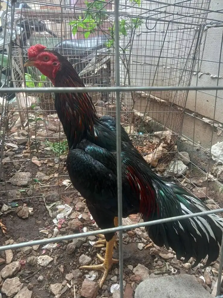 Ayam Bangkok muda full teknik