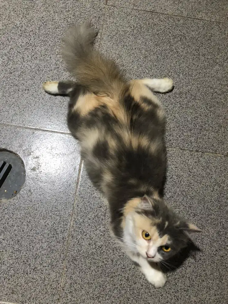 Kucing Persia Calico (belang)