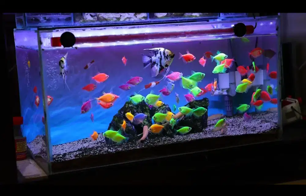 Aquarium fullset Aquarium murah