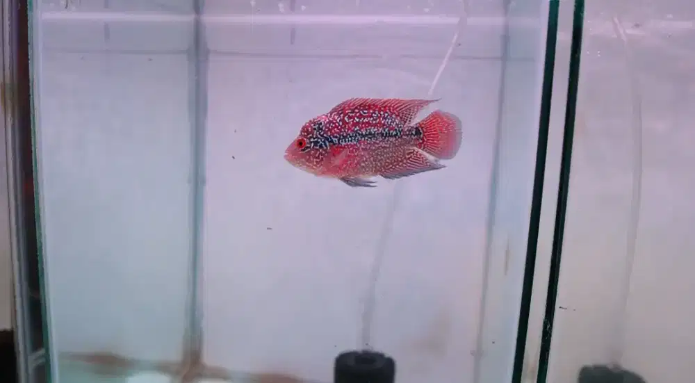 IKAN LOUHAN KAMFA CENCU GB