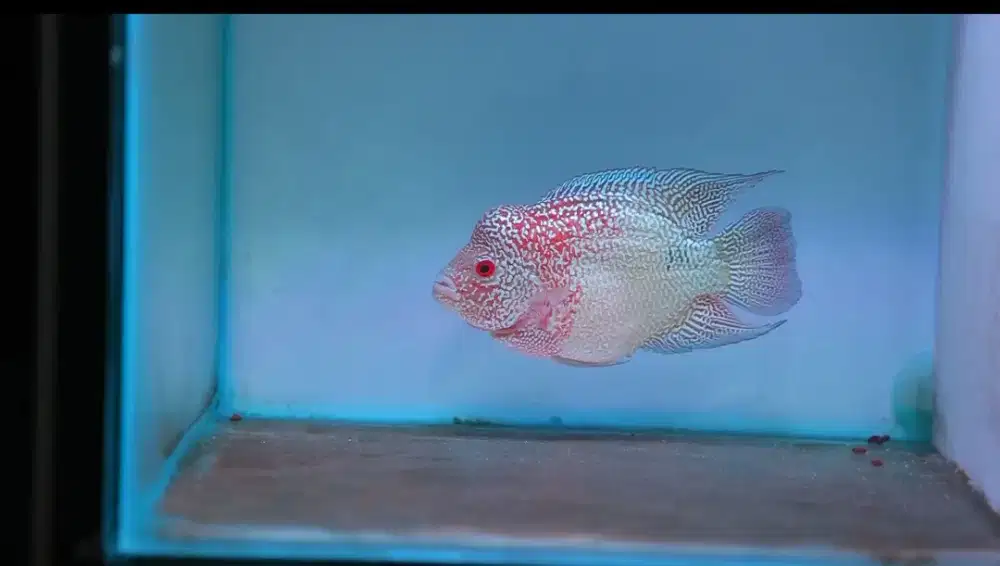 IKAN LOUHAN KAMFA CENCU GB