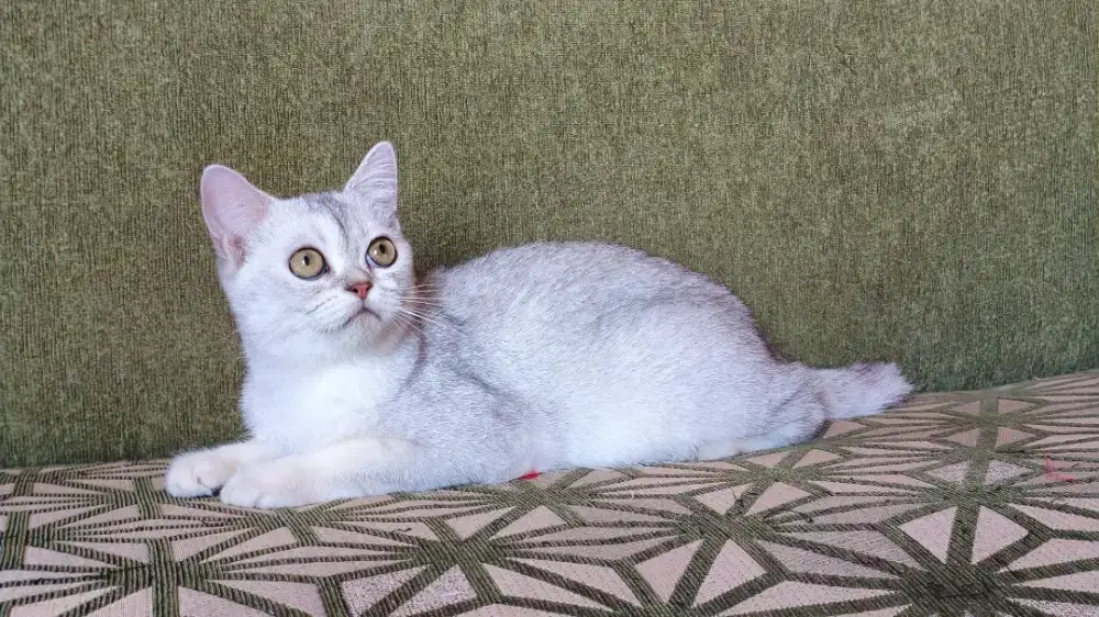 Kucing bsh silver jantan british short hair kitten