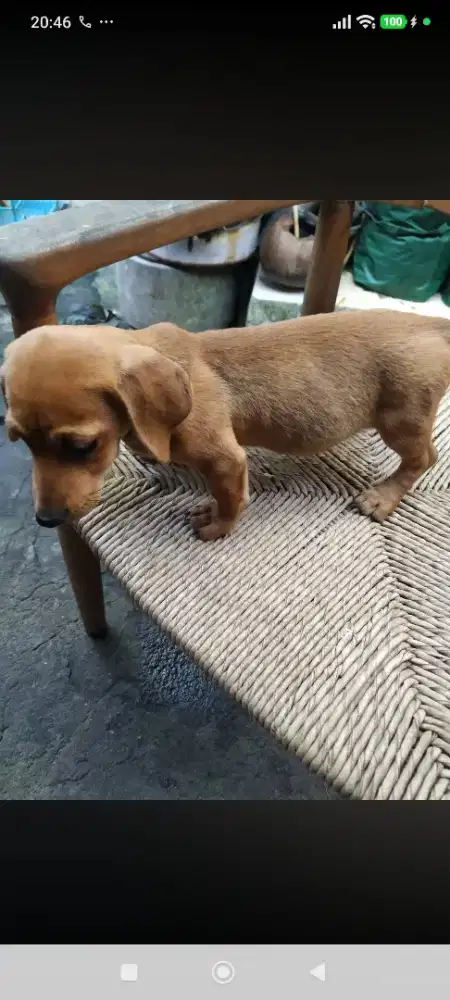 Anak anjing tekel mix
