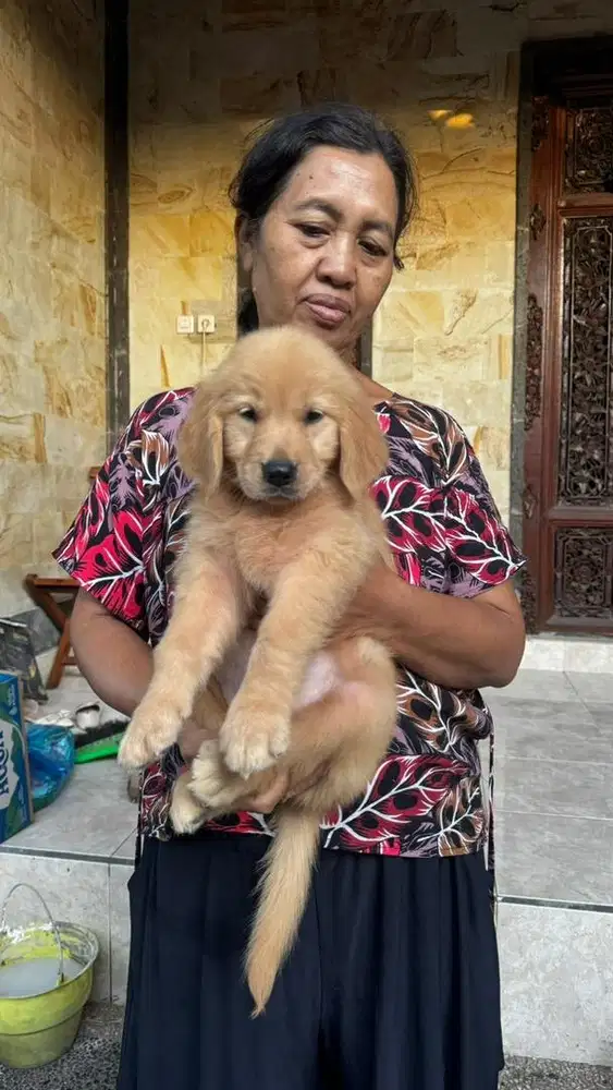 Golden retriever