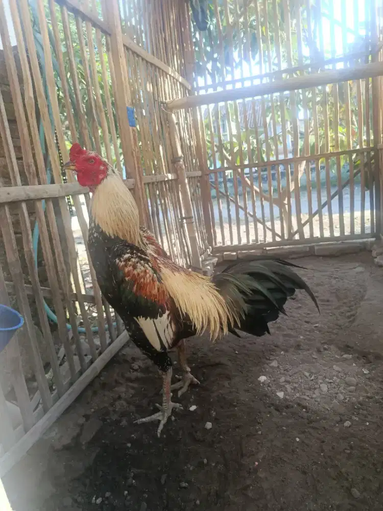Jago Mangon pukul kerass