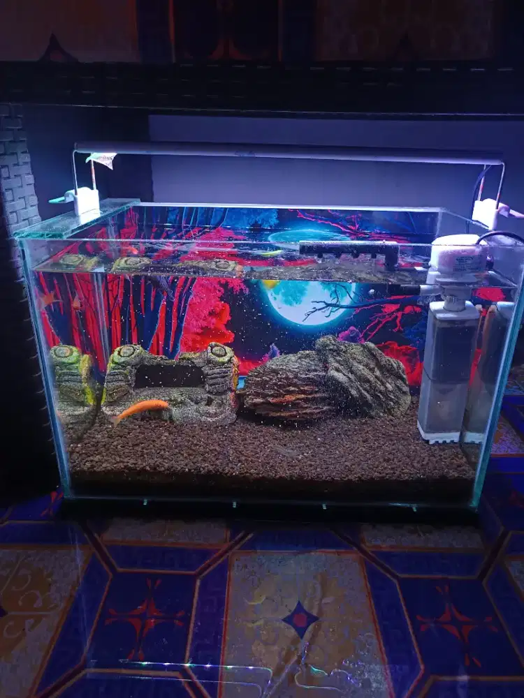 Aquarium+ikan Hias