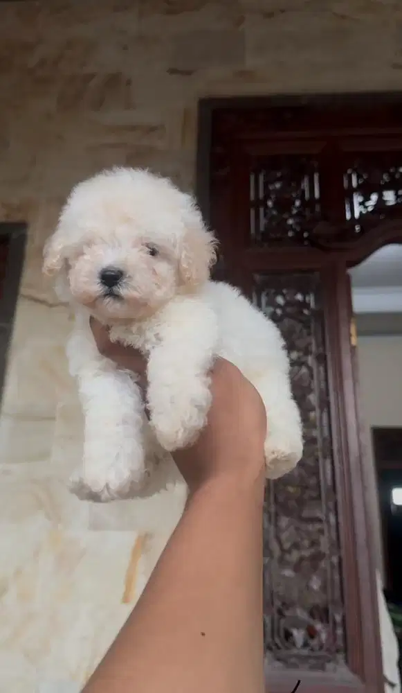 2 ekor Poodle white jantan