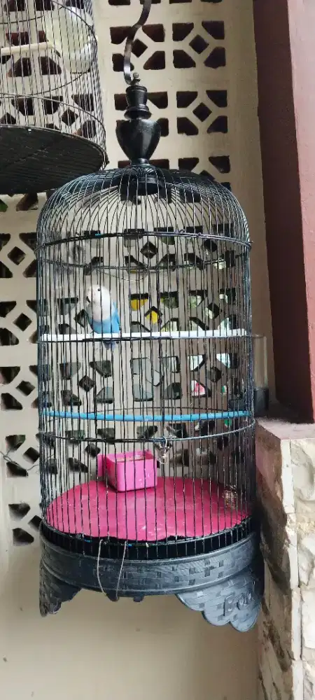 Lovebird Betina Fullset